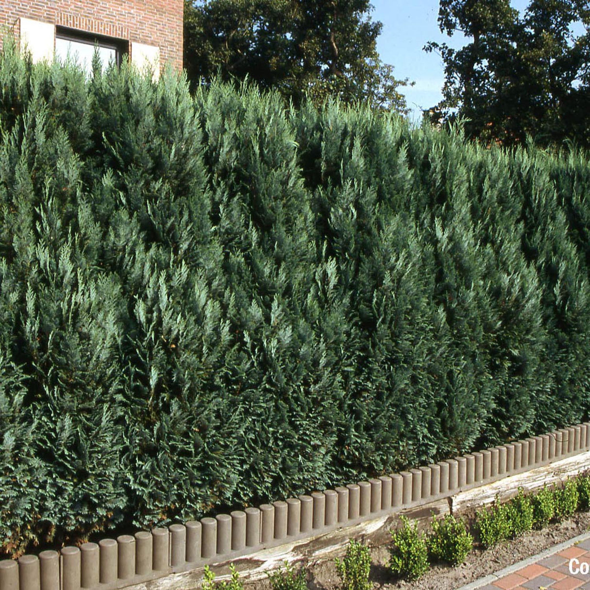 Chiparos Columnaris verde-albastrui, gard viu vesnic verde