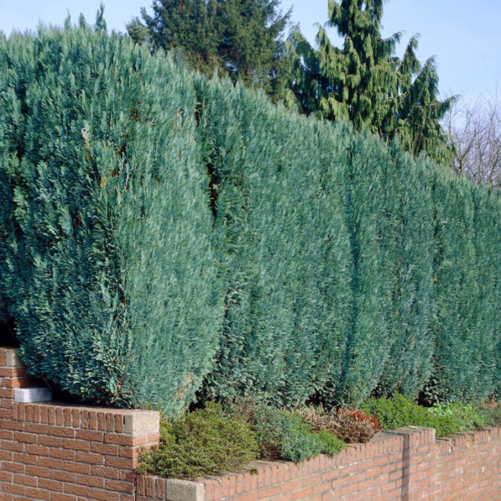 Chiparos Columnaris verde-albastrui, gard viu vesnic verde
