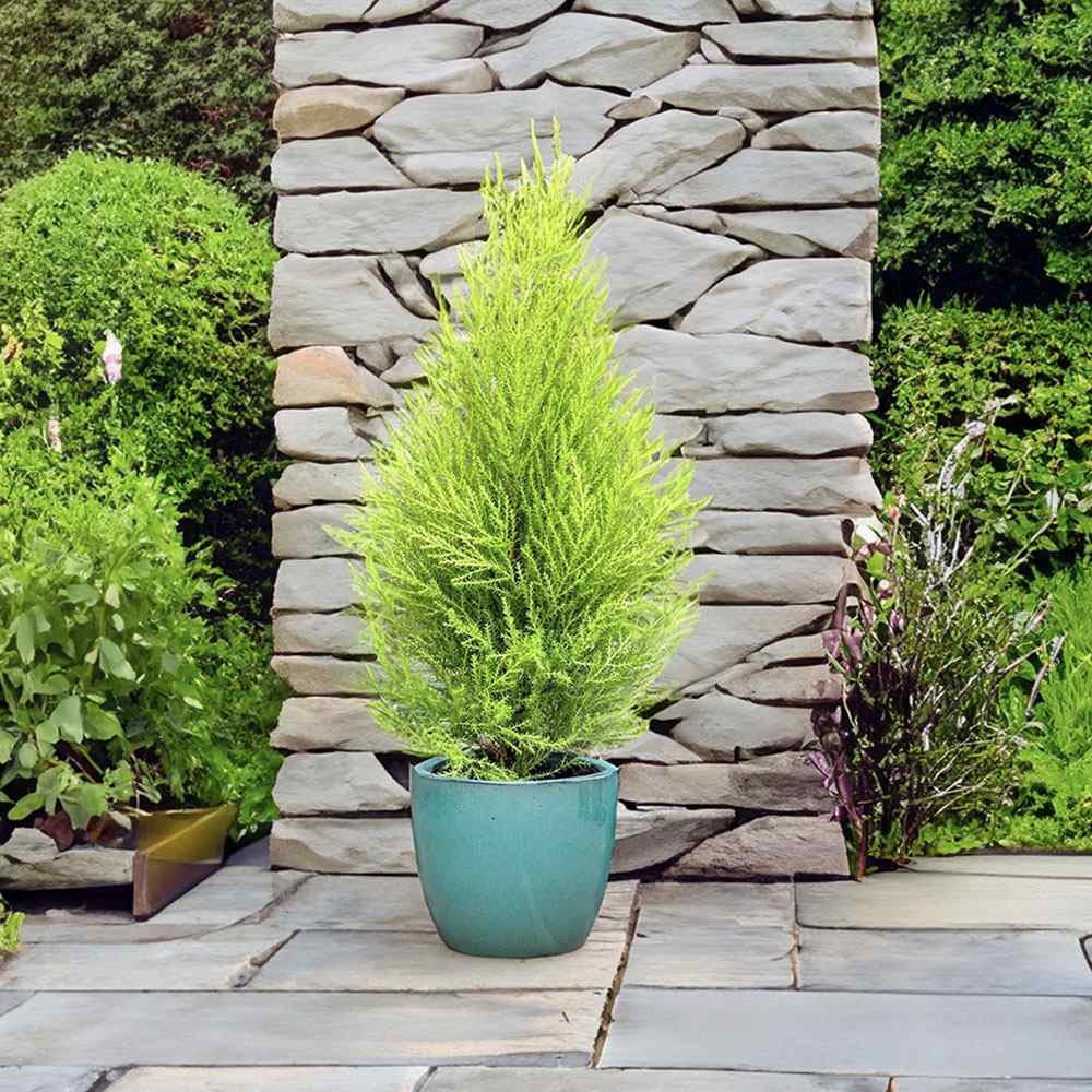 Chiparos de Lamaie Goldcrest Wilma, parfumat