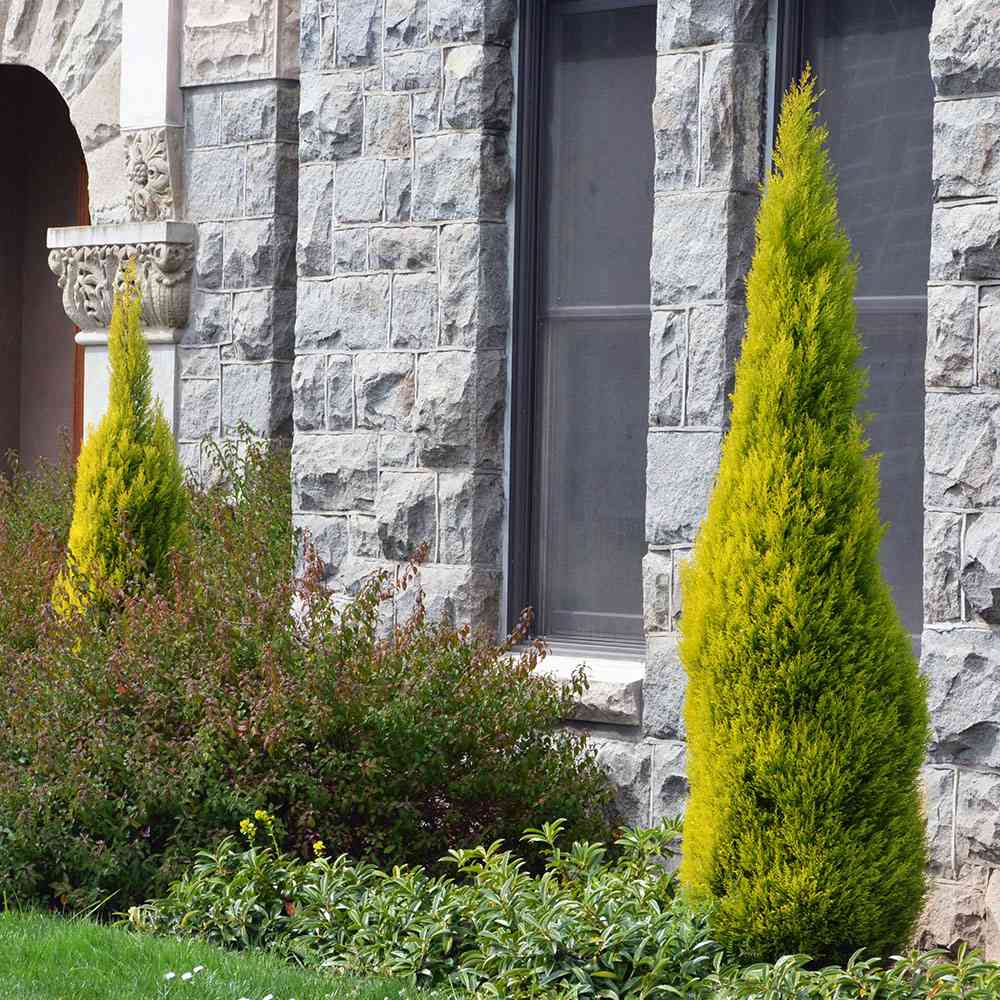 Chiparos de Lamaie Goldcrest Wilma, parfumat