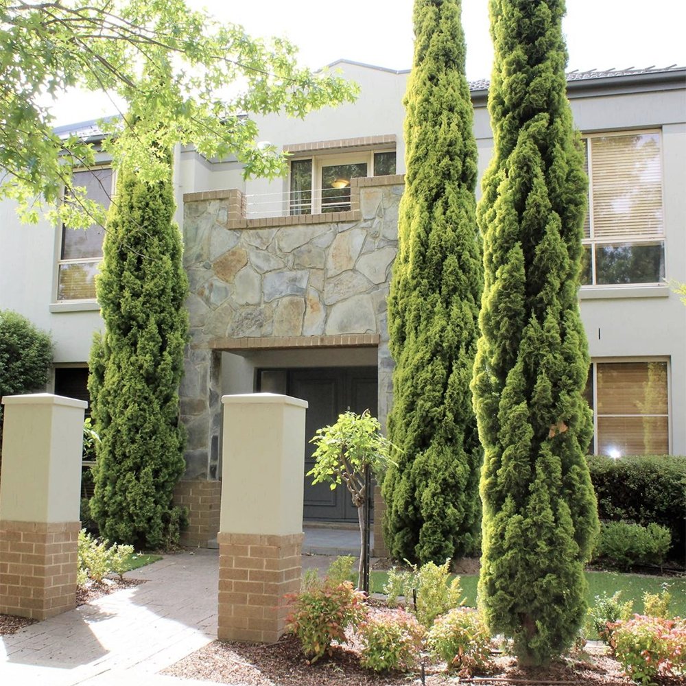 Chiparos Italian Columnar Totem, vesnic verde