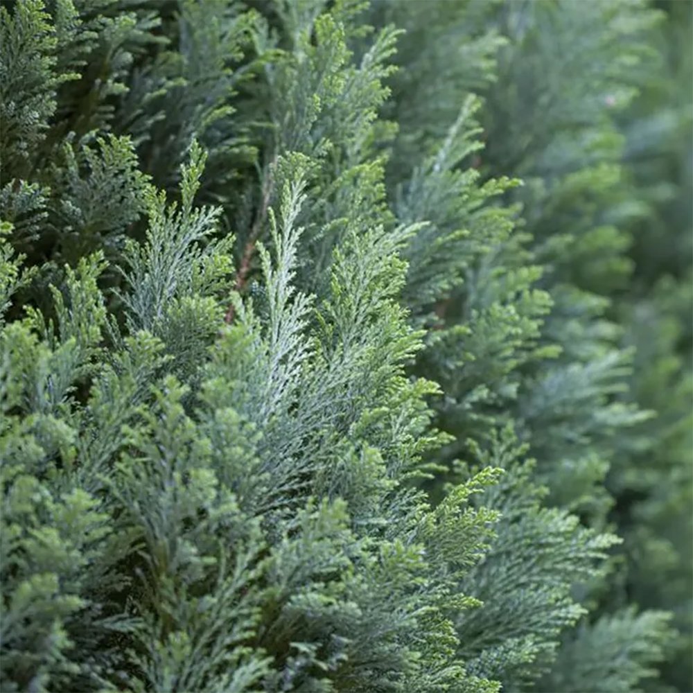 Chiparos Columnaris Ellwoodii gri-albastru, gard viu vesnic verde