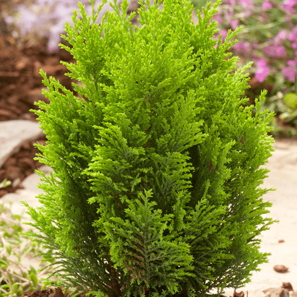 Chiparos auriu Ellwoods Gold