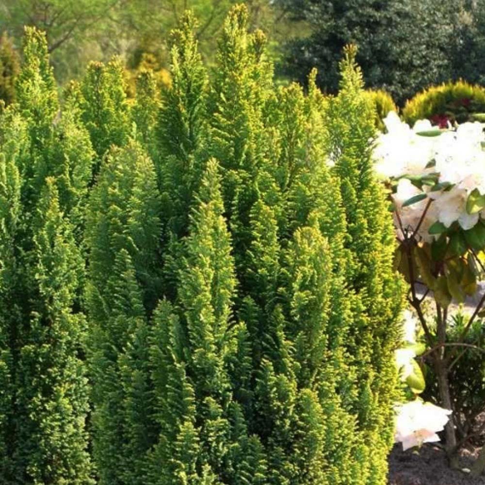 Chiparos auriu Ellwoods Gold