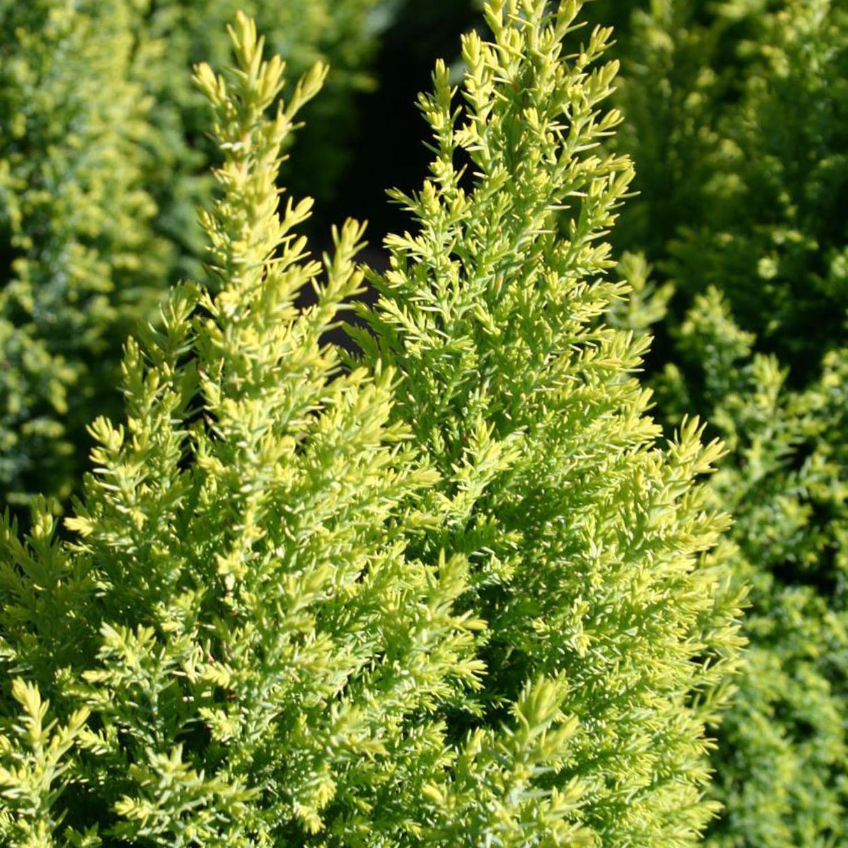 Chiparos auriu Ellwoods Gold