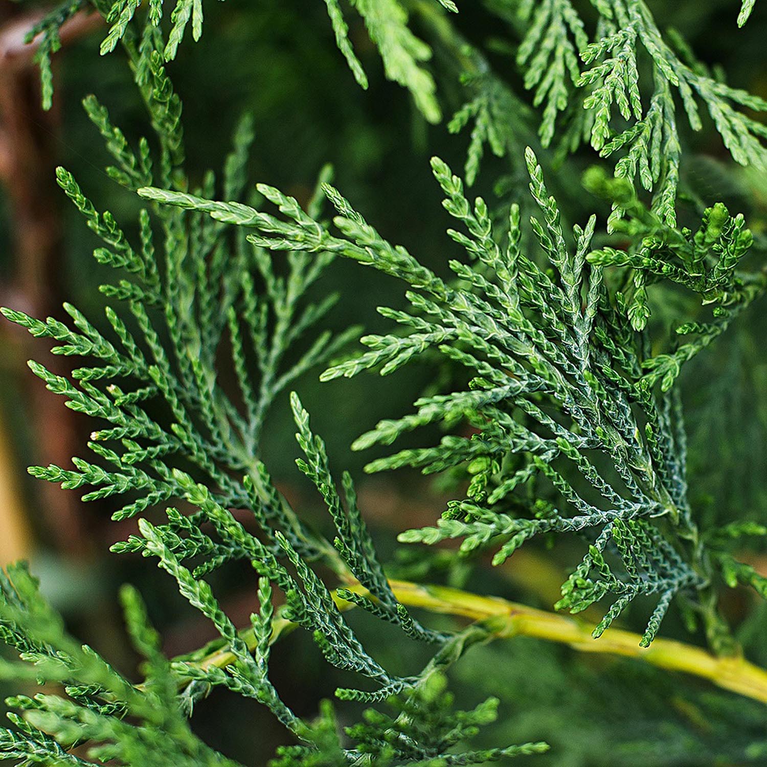 Chiparos Leylandii, gard viu vesnic verde