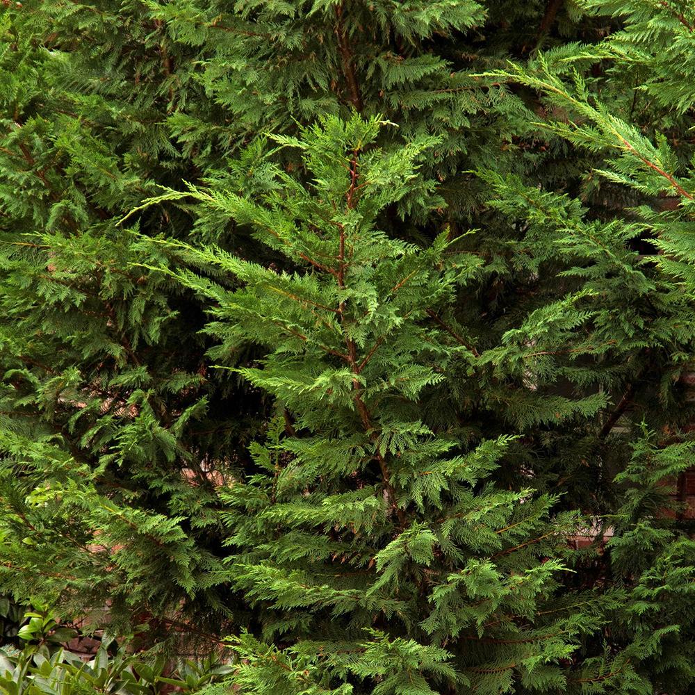 Chiparos Leylandii, gard viu vesnic verde