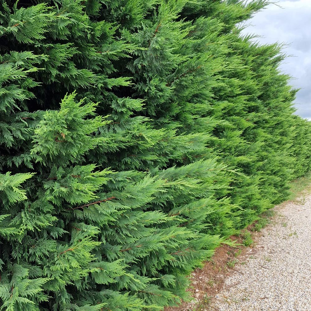 Chiparos Leylandii, gard viu vesnic verde