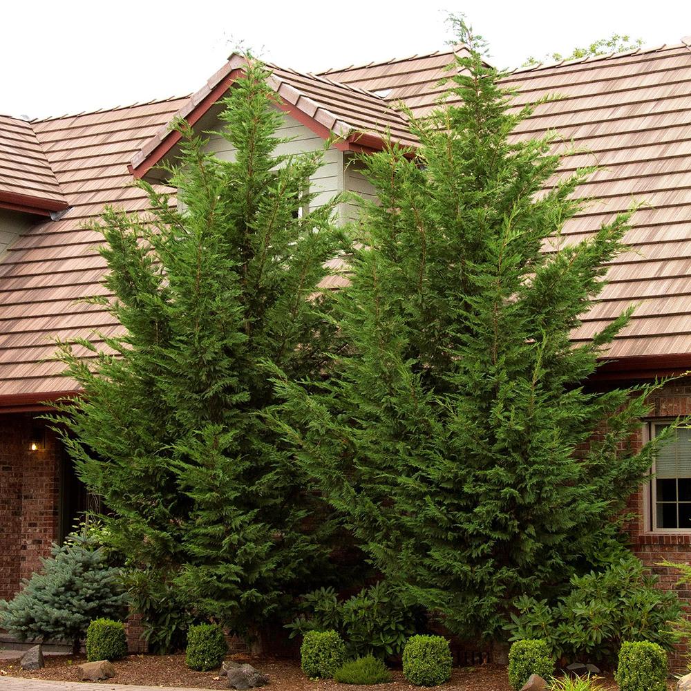 Chiparos Leylandii, gard viu vesnic verde