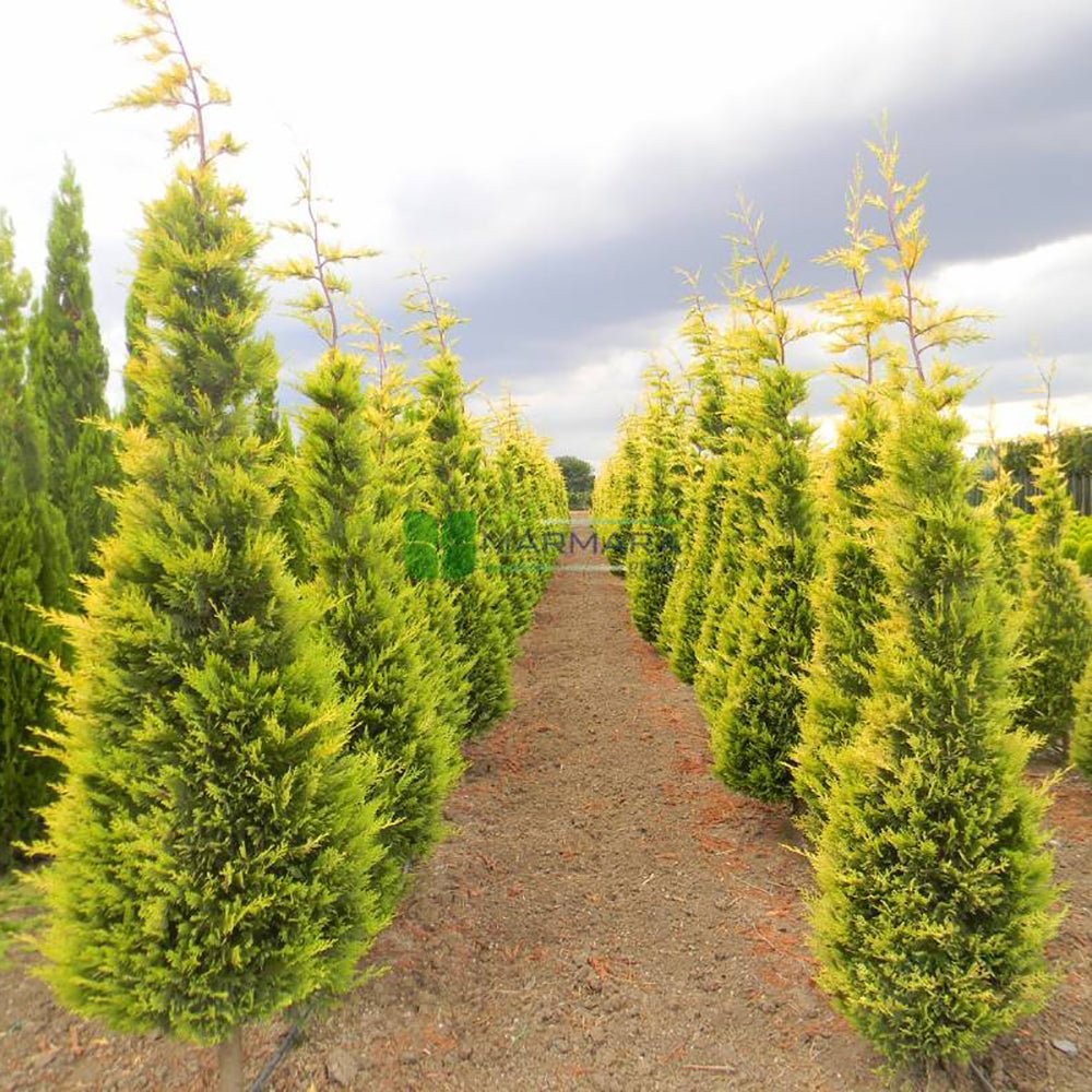 Chiparos Leylandii Aurea (Piramida)