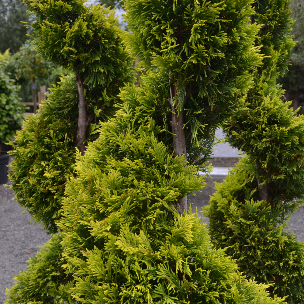 Chiparos Leylandii Castlewanian Gold, cu forma spirala