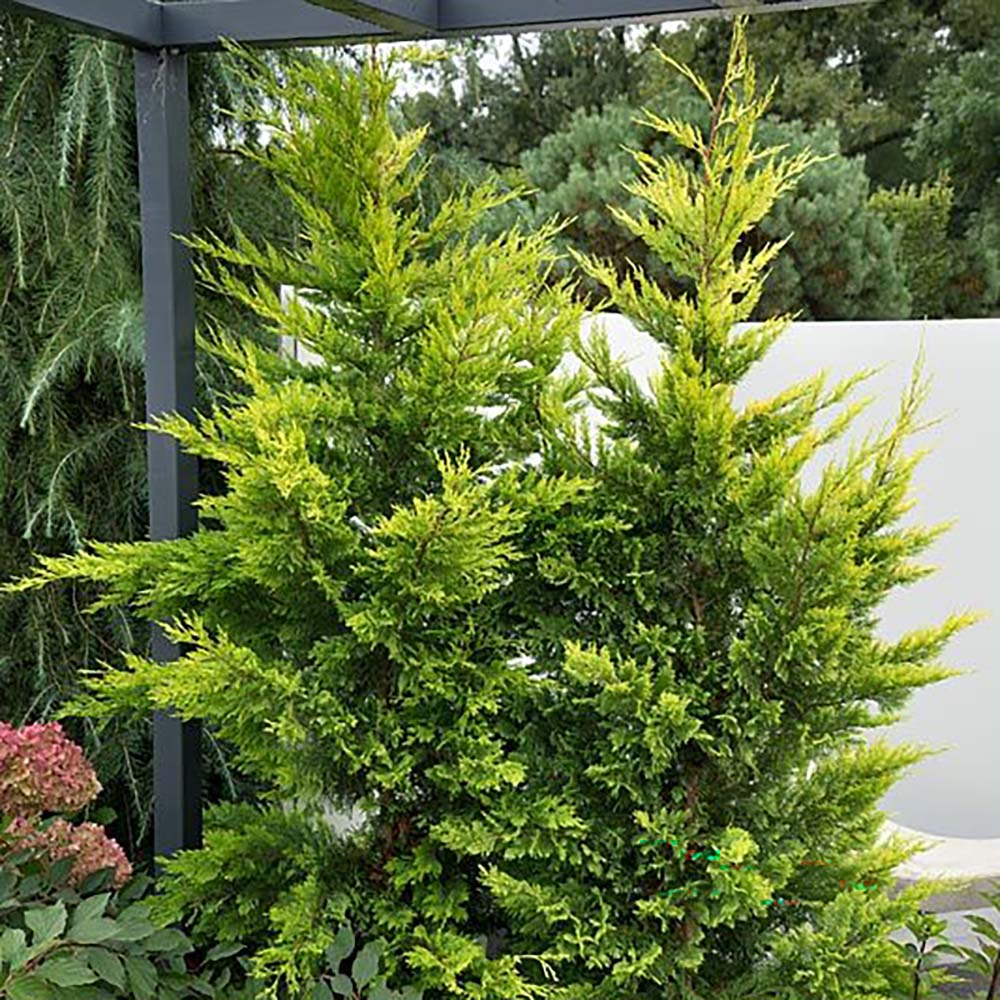 Chiparos Leylandii Castlewellan Gold, gard viu vesnic verde