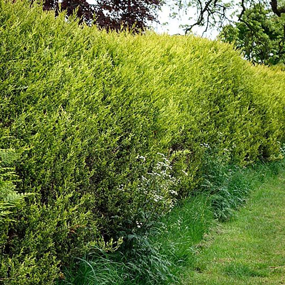 Chiparos Leylandii Castlewellan Gold, gard viu vesnic verde