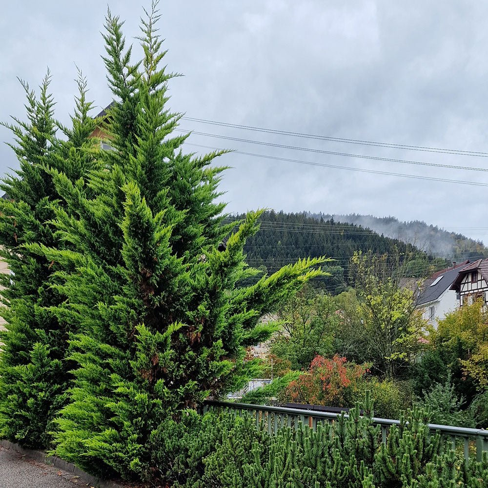 Chiparos Leylandii Castlewellan Gold, gard viu vesnic verde