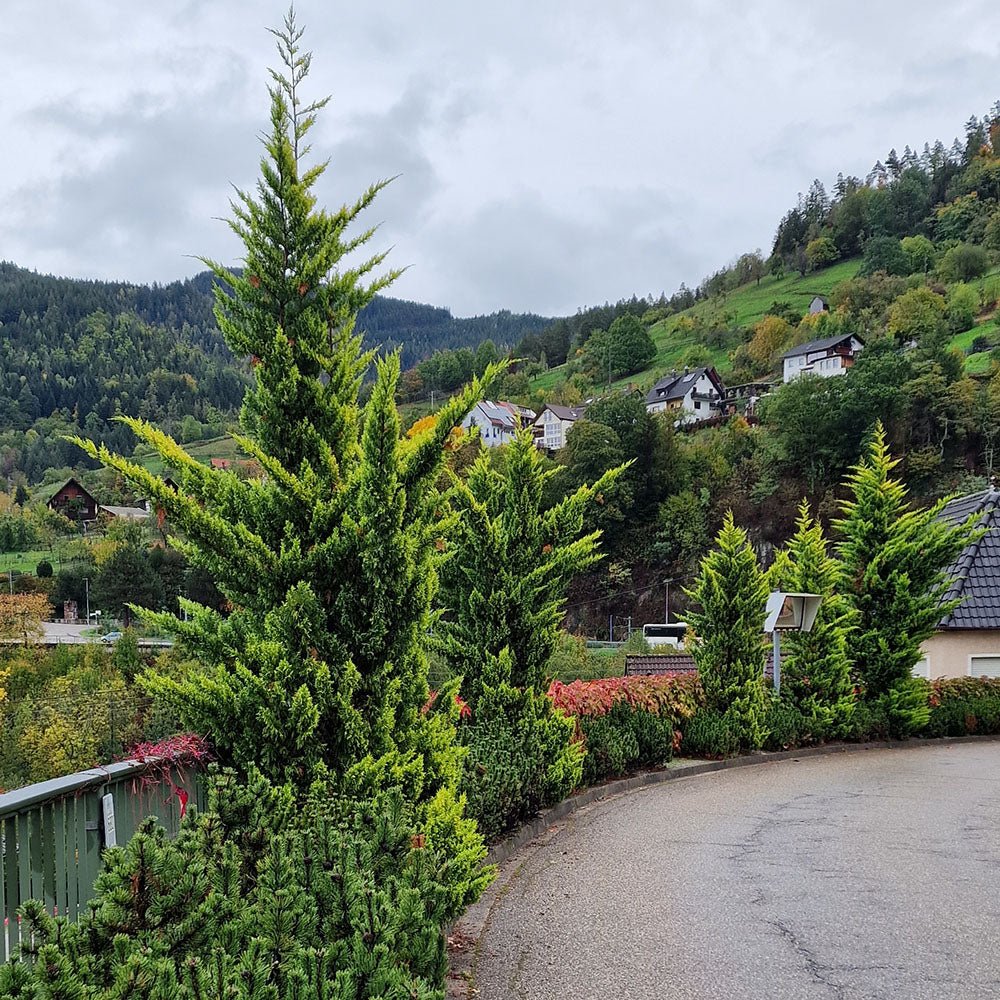 Chiparos Leylandii Castlewellan Gold, gard viu vesnic verde