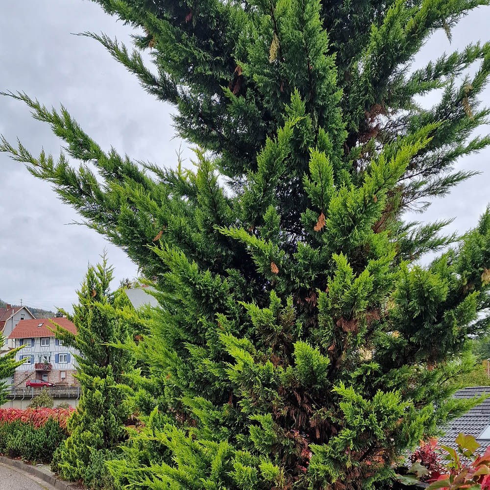 Chiparos Leylandii Castlewellan Gold, gard viu vesnic verde