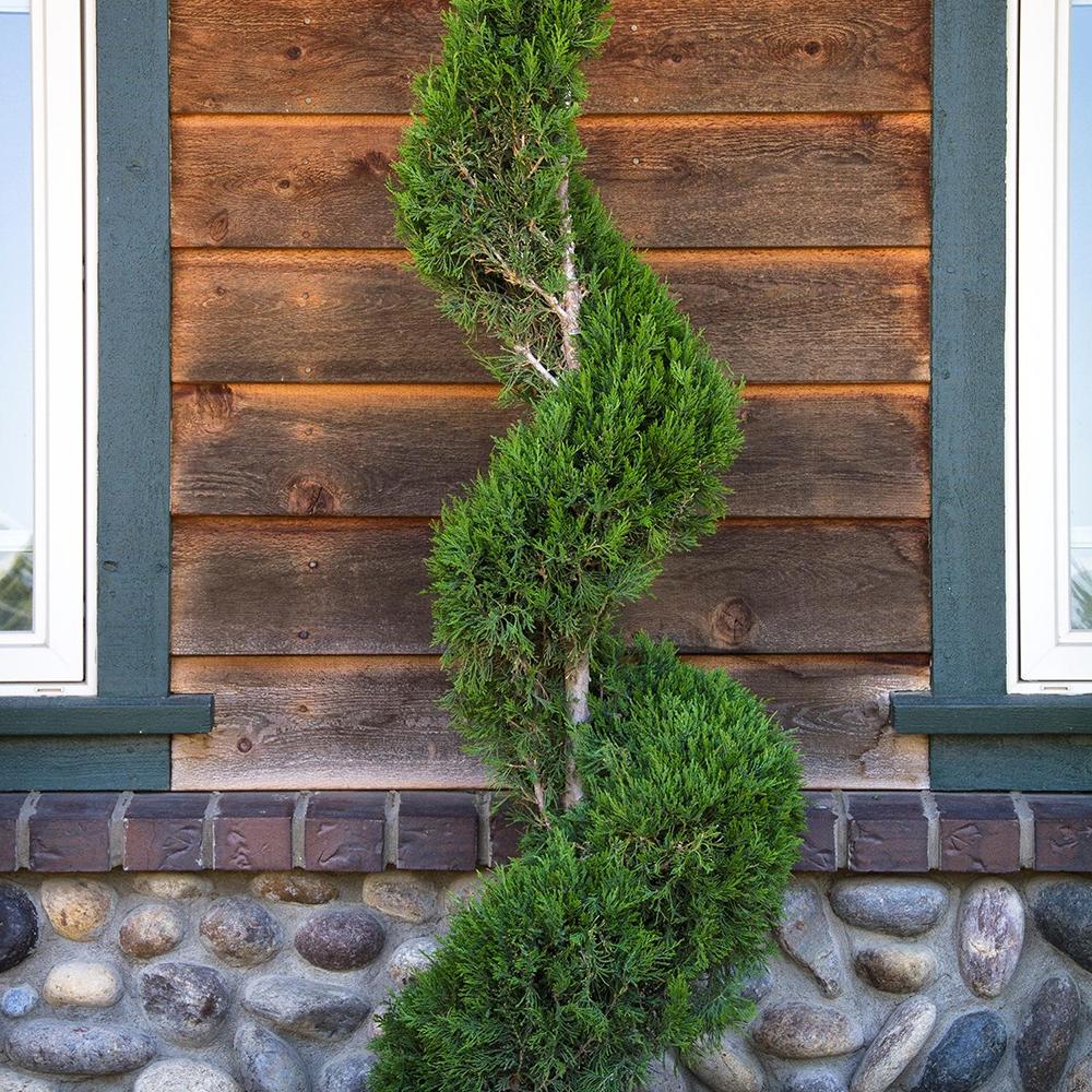 Chiparos Leylandii Fastigiata Spiral
