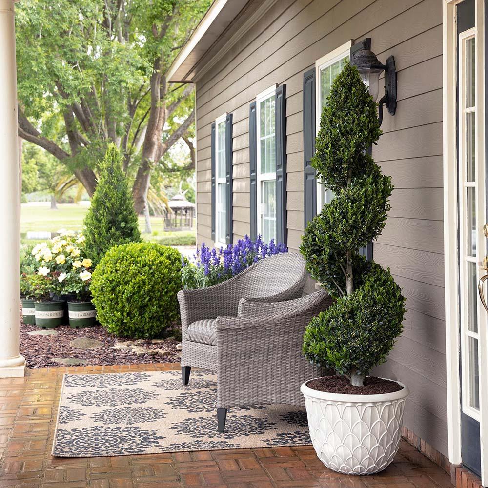 Chiparos Leylandii Fastigiata Spiral