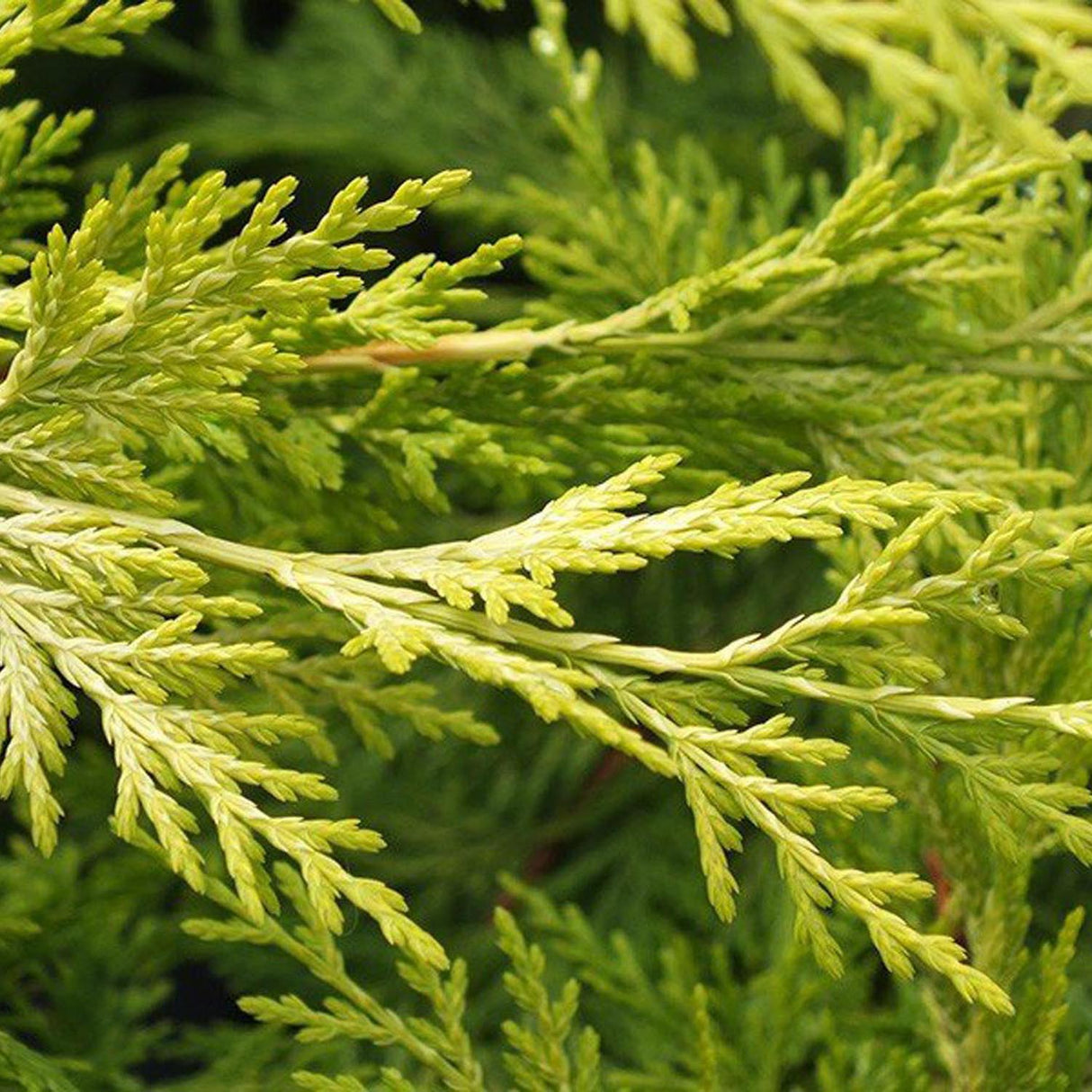 Chiparos Leylandii Gold Rider, gard viu vesnic verde