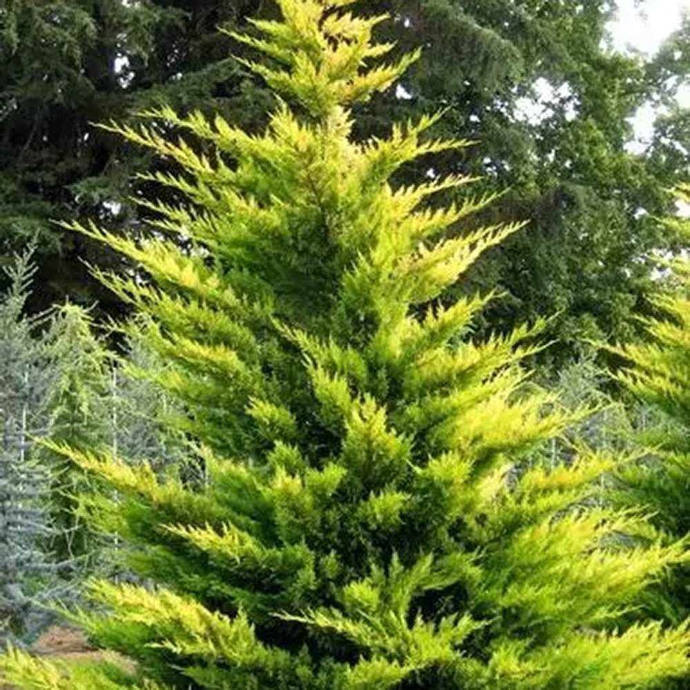 Chiparos Leylandii Gold Rider, gard viu vesnic verde