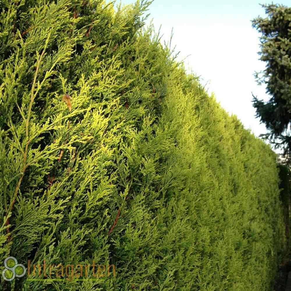 Chiparos Leylandii Gold Rider, gard viu vesnic verde