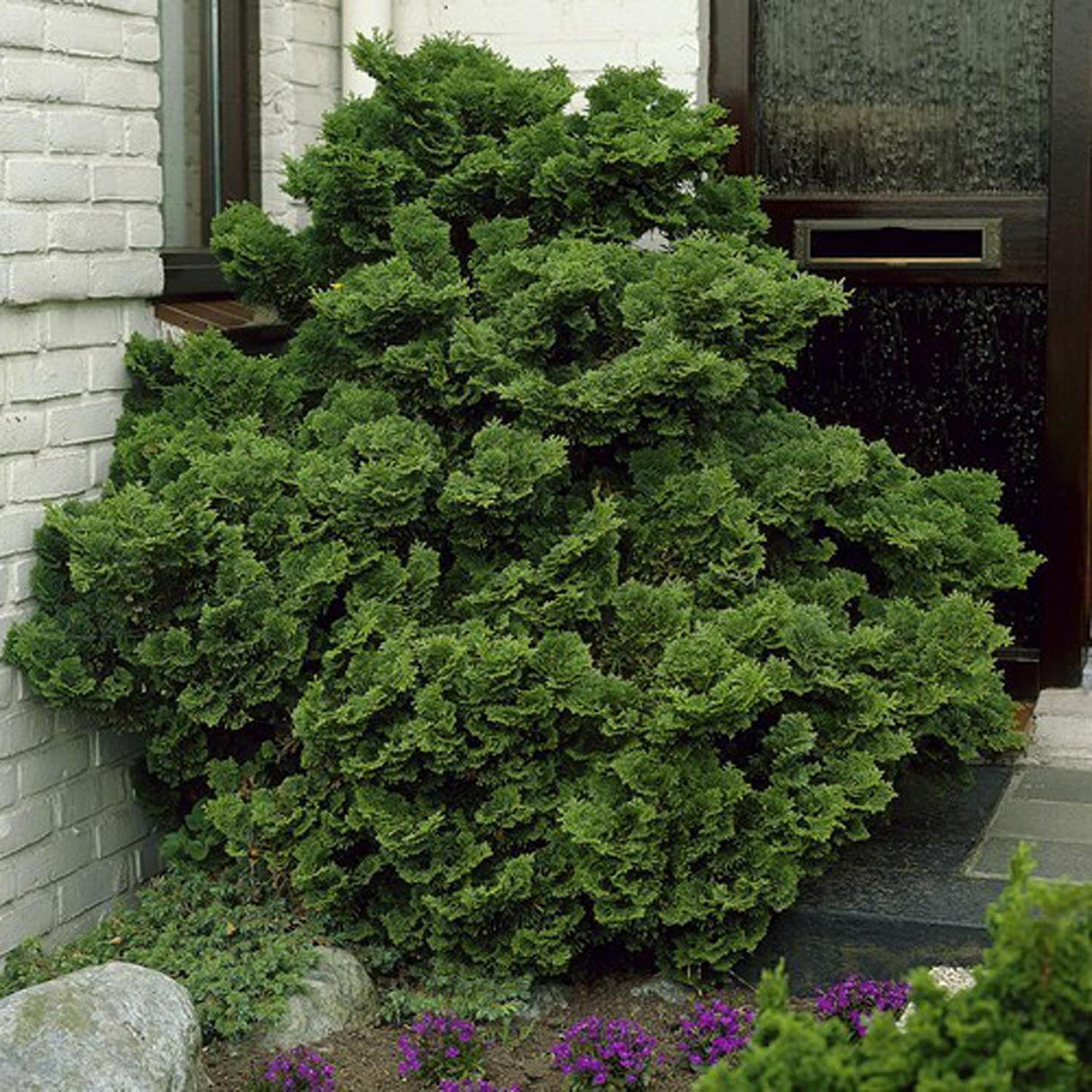 Chiparos Japonez (Chamaecyparis) Nana Gracilis