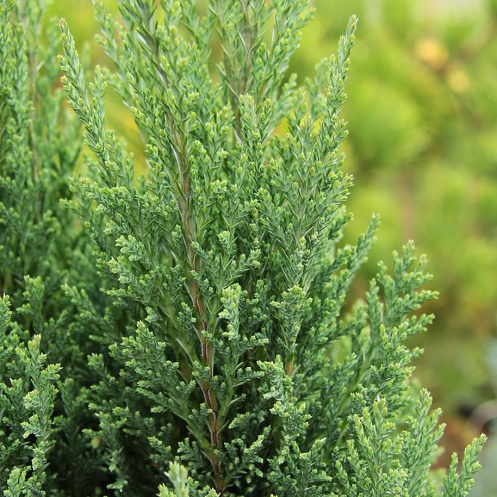 Chiparos alb-argintiu Ellwoods'S Snow White