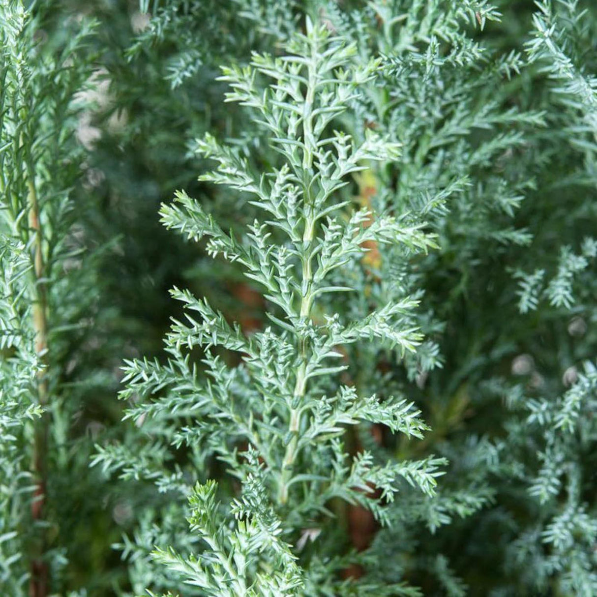 Chiparos alb-argintiu Ellwoods'S Snow White