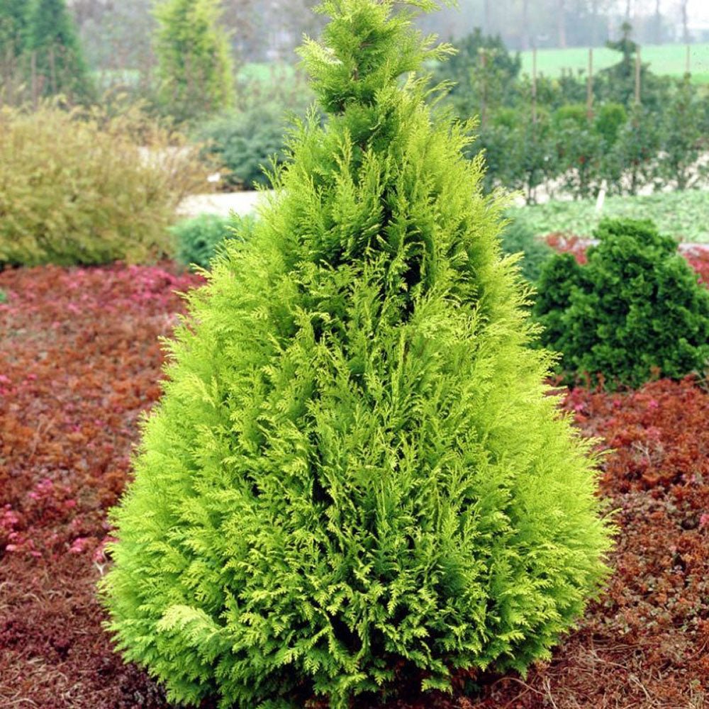 Chiparos verde-galbui Stardust