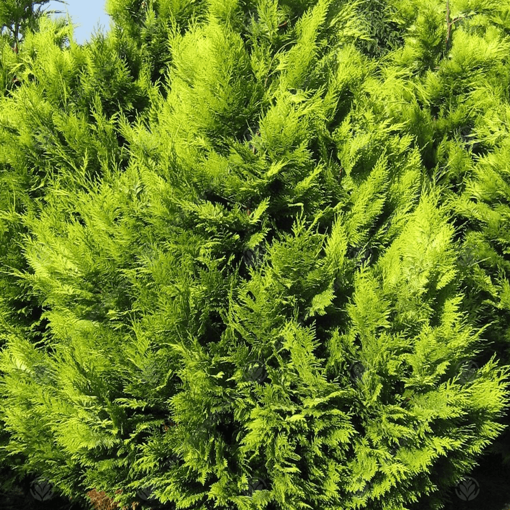 Chiparos auriu Yvonne, gard viu vesnic verde