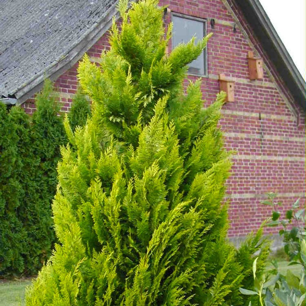 Chiparos auriu Yvonne, gard viu vesnic verde