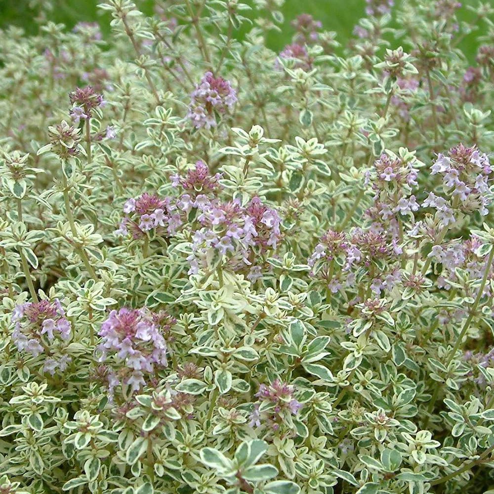 Cimbrisor Lamaios argintiu Silver King, tarator si intens aromat