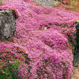 Cimbrisor rosu Creeping Red, acoperitor de sol, parfum intens - VERDENA-25 cm inaltime, livrat in ghiveci de 3 l