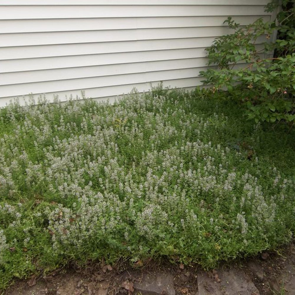 Cimbrisor roz-carmin Magic Carpet, tarator si intens aromat