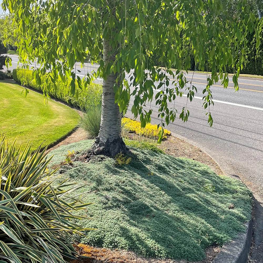 Cimbrisor roz-carmin Magic Carpet, tarator si intens aromat