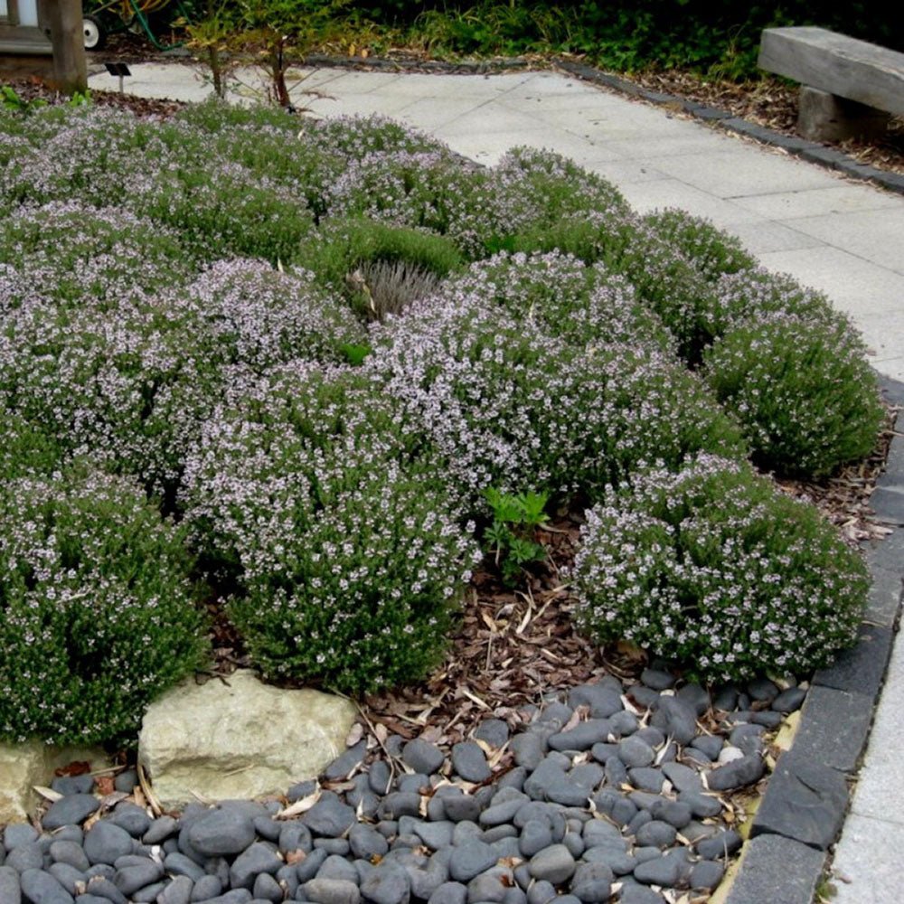 Cimbrisor roz-carmin Magic Carpet, tarator si intens aromat