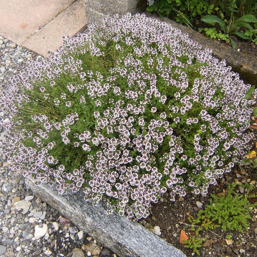 Cimbrisor roz-carmin Magic Carpet, tarator si intens aromat