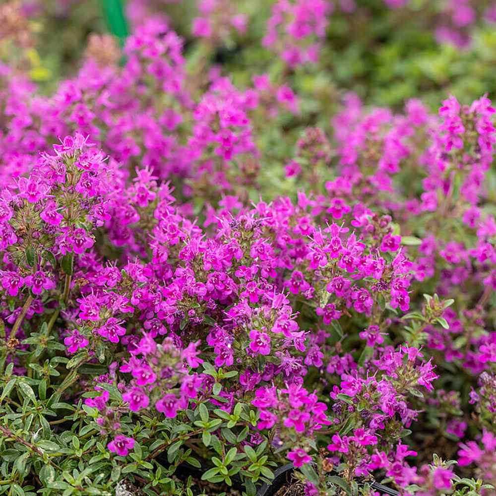 Cimbrisor violet Purple Beauty, tarator, intens aromat