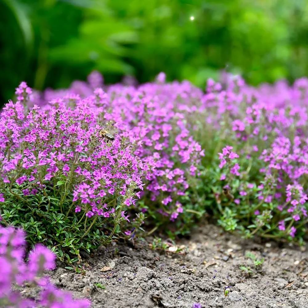 Cimbrisor violet Purple Beauty, tarator, intens aromat