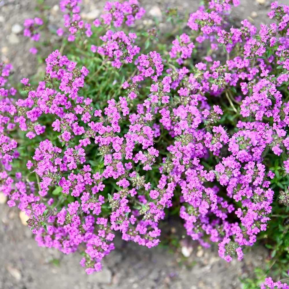 Cimbrisor violet Purple Beauty, tarator, intens aromat