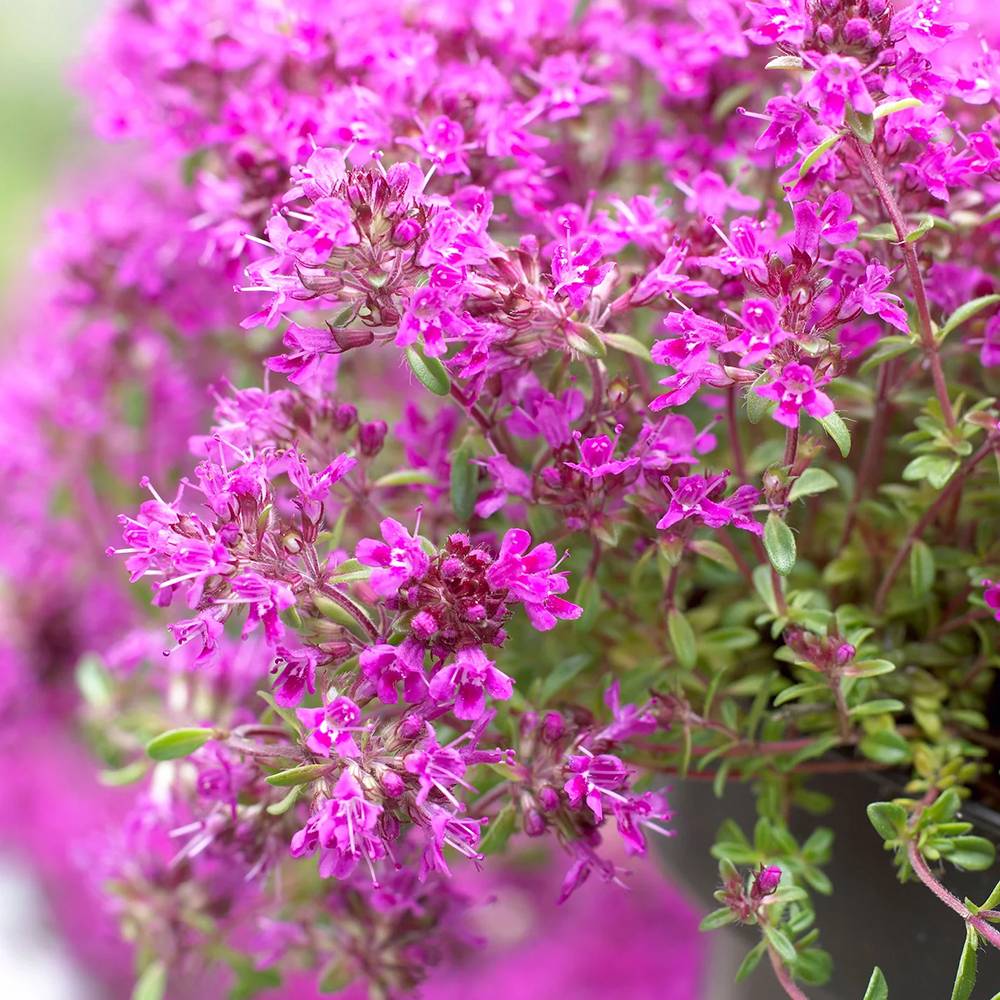 Cimbrisor violet Purple Beauty, tarator, intens aromat