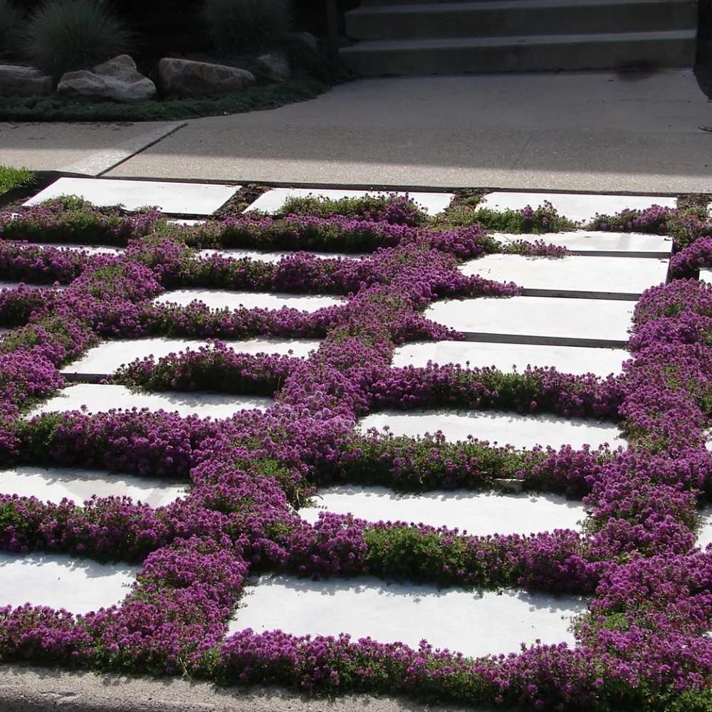 Cimbrisor violet Purple Beauty, tarator, intens aromat