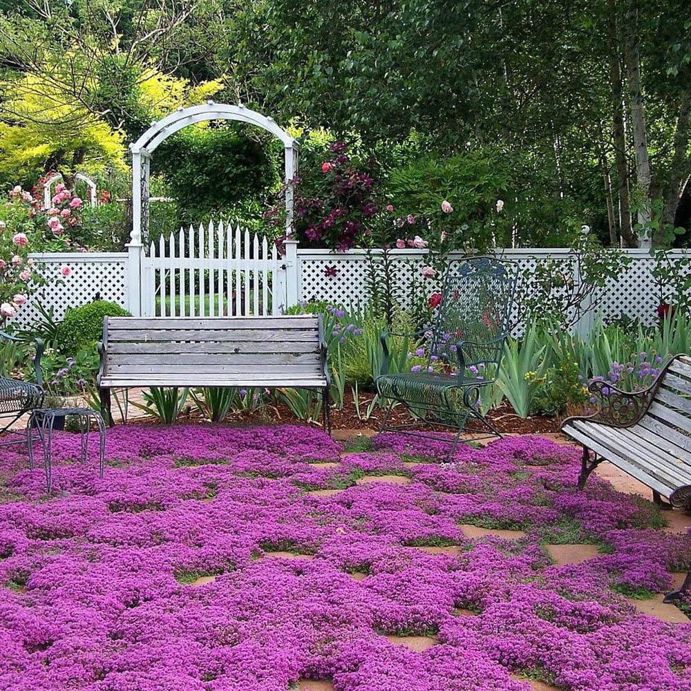 Cimbrisor rosu-fucsia Red carpet, tarator si intens aromat