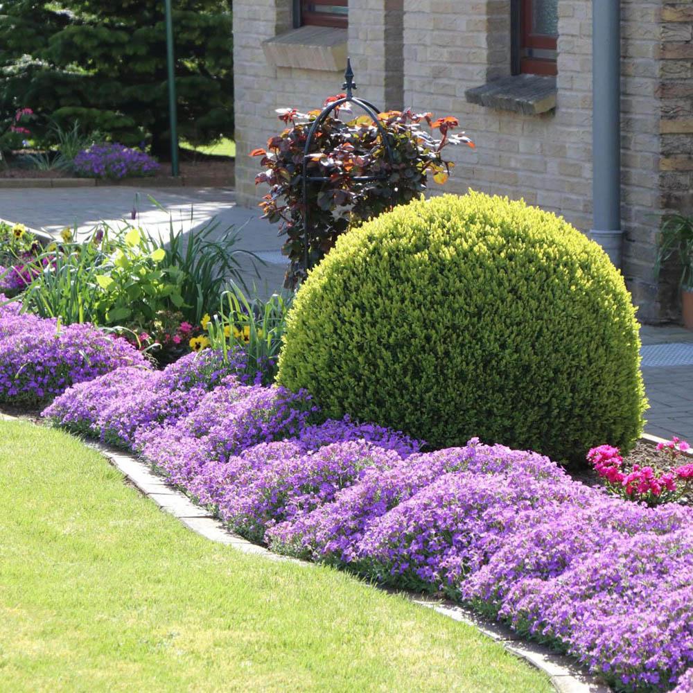 Cimbrisor rosu-fucsia Red carpet, tarator si intens aromat