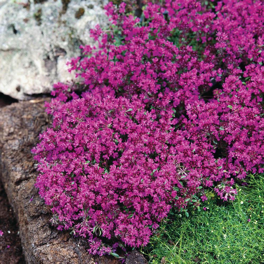 Cimbrisor rosu-fucsia Red carpet, tarator si intens aromat