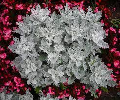 Cineraria maritima Silver Dust (Senecio cineraria) - VERDENA-25 - 30 cm inaltime in ghiveci de 2 L