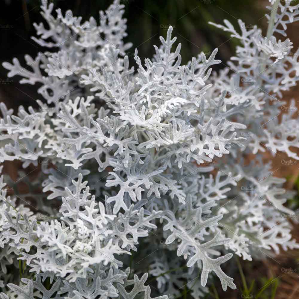 Cineraria Maritima Silver Dust (Senecio Cineraria)