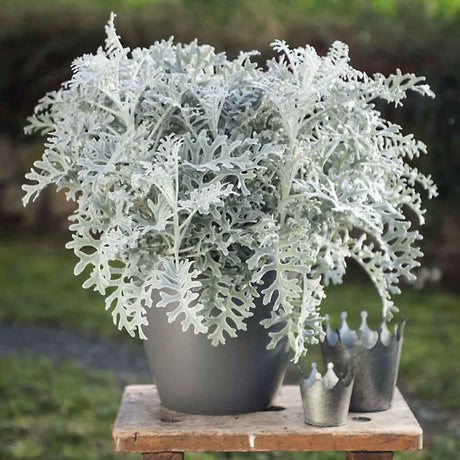 Cineraria maritima Silver Dust (Senecio cineraria) - VERDENA-25 - 30 cm inaltime in ghiveci de 2 L