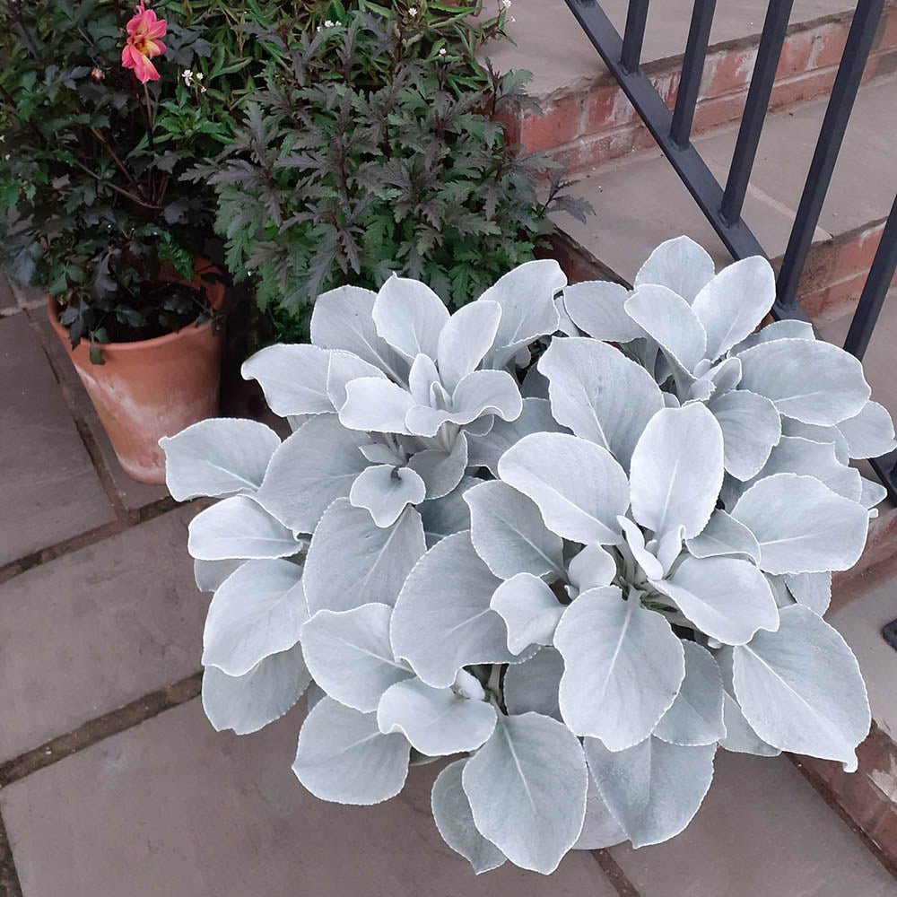 Cineraria Senecio Angel Wings, cu frunze argintii-albe pufoase
