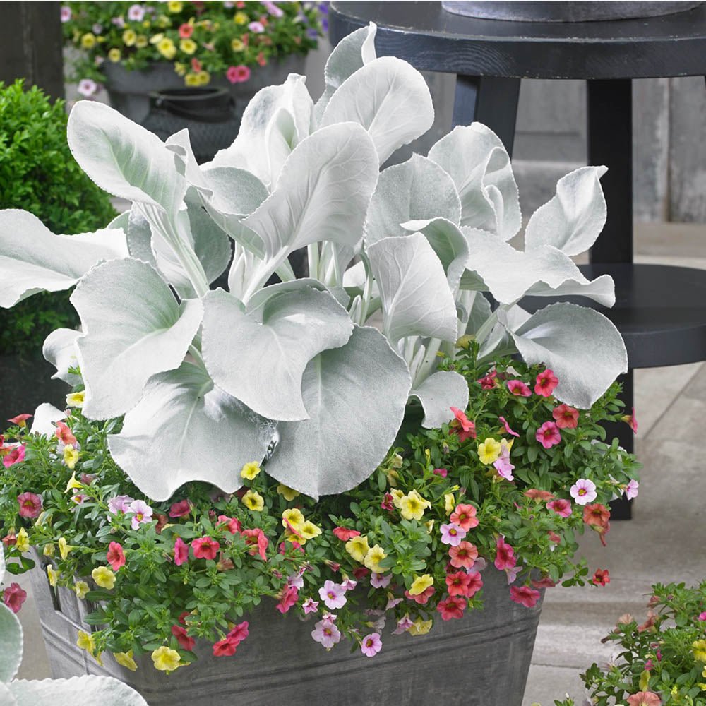 Cineraria Senecio Angel Wings, cu frunze argintii-albe pufoase